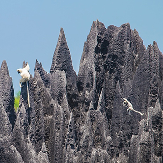 Big Tsingy - Andamozavaky - Decken's sifakas